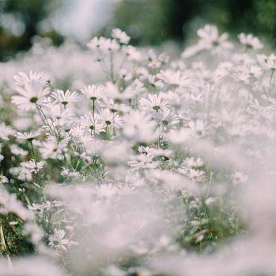 突然爆火，“一天一个价”！回收商：屏幕全碎、不能开机也收